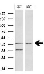 IDO1 Antibody in Western Blot (WB)