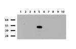 IDO1 Antibody in Western Blot (WB)