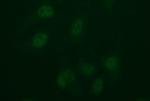 IDO2 Antibody in Immunocytochemistry (ICC/IF)