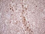 IDO2 Antibody in Immunohistochemistry (Paraffin) (IHC (P))