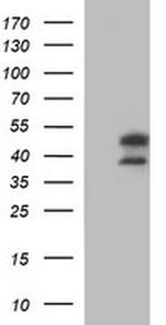 IDO2 Antibody in Western Blot (WB)