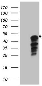 IDO2 Antibody in Western Blot (WB)