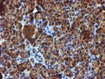 IDS Antibody in Immunohistochemistry (Paraffin) (IHC (P))