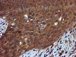 IDS Antibody in Immunohistochemistry (Paraffin) (IHC (P))