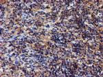 IDS Antibody in Immunohistochemistry (Paraffin) (IHC (P))