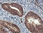 IDS Antibody in Immunohistochemistry (Paraffin) (IHC (P))