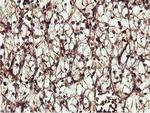 IDS Antibody in Immunohistochemistry (Paraffin) (IHC (P))