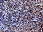 IDS Antibody in Immunohistochemistry (Paraffin) (IHC (P))