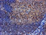 IDS Antibody in Immunohistochemistry (Paraffin) (IHC (P))