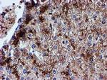 IDS Antibody in Immunohistochemistry (Paraffin) (IHC (P))