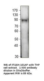 IFI16 Antibody in Western Blot (WB)