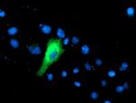 IFI35 Antibody in Immunocytochemistry (ICC/IF)