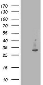 IFI35 Antibody in Western Blot (WB)