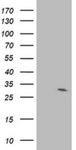 IFI35 Antibody in Western Blot (WB)