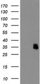 IFI35 Antibody in Western Blot (WB)