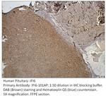 IFI6 Antibody in Immunohistochemistry (IHC)