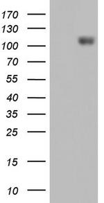 IFIH1 Antibody in Western Blot (WB)