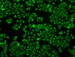 IFIT3 Antibody in Immunocytochemistry (ICC/IF)