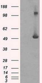 IFIT3 Antibody in Western Blot (WB)