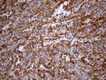 IFITM2 Antibody in Immunohistochemistry (Paraffin) (IHC (P))