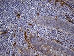 IFITM2 Antibody in Immunohistochemistry (Paraffin) (IHC (P))