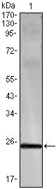 IFN gamma Antibody in Western Blot (WB)