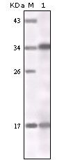 IFN gamma Antibody in Western Blot (WB)