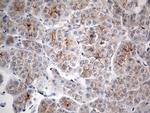 IFNLR1 Antibody in Immunohistochemistry (Paraffin) (IHC (P))