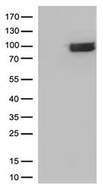 IFNLR1 Antibody in Western Blot (WB)