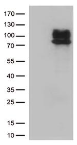 IFNLR1 Antibody in Western Blot (WB)