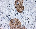 IFT57 Antibody in Immunohistochemistry (Paraffin) (IHC (P))