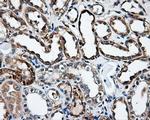 IFT57 Antibody in Immunohistochemistry (Paraffin) (IHC (P))