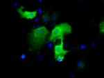 IGBP1 Antibody in Immunocytochemistry (ICC/IF)