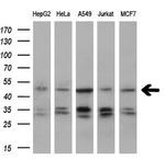 IGBP1 Antibody in Western Blot (WB)