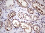 IGF1 Antibody in Immunohistochemistry (Paraffin) (IHC (P))