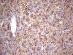 IGF1 Antibody in Immunohistochemistry (Paraffin) (IHC (P))