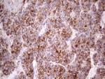 IGF1 Antibody in Immunohistochemistry (Paraffin) (IHC (P))