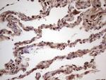 IGF1 Antibody in Immunohistochemistry (Paraffin) (IHC (P))