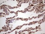 IGF1 Antibody in Immunohistochemistry (Paraffin) (IHC (P))