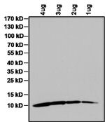 IGF1 Antibody in Western Blot (WB)