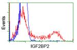 IGF2BP2 Antibody in Flow Cytometry (Flow)