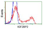 IGF2BP2 Antibody in Flow Cytometry (Flow)