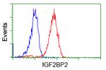 IGF2BP2 Antibody in Flow Cytometry (Flow)