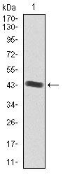 IGF2 Antibody in Western Blot (WB)