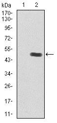 IGF2 Antibody in Western Blot (WB)