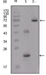 IGFBP2 Antibody in Western Blot (WB)