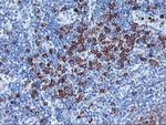 IGJ Antibody in Immunohistochemistry (Paraffin) (IHC (P))