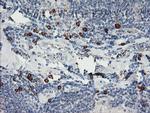 IGJ Antibody in Immunohistochemistry (Paraffin) (IHC (P))