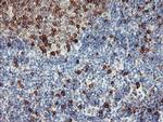 IGJ Antibody in Immunohistochemistry (Paraffin) (IHC (P))