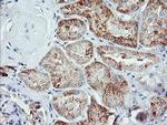 IGJ Antibody in Immunohistochemistry (Paraffin) (IHC (P))